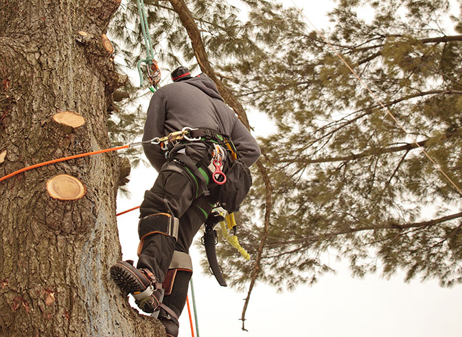 Braswell Tree Service employee trimming a tree