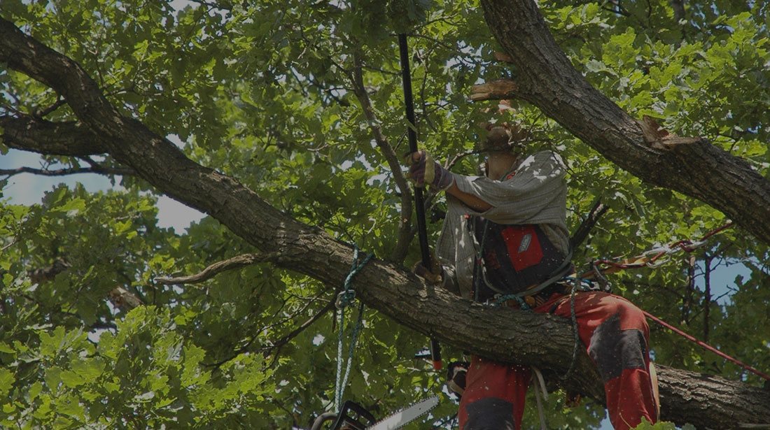 Braswell Tree Service: Tree cabling and bracing in St. Francisville, Baton Rouge and Zachary
